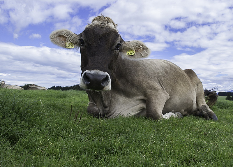 Allgäu 09 - 2014 - 20140921_0134 als Smartobjekt-1 Kopie.jpg - Das war die schönste auf den Wiesen am Attlesee. Anke mal ausgenommen